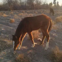 مادیون و کره|اسب و تجهیزات اسبسواری|پیشوا, |دیوار