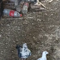 نرو ماده سینه سفید