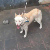 سگ هاسکی