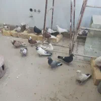 کفترپرشی|پرنده|قم, باجک دو|دیوار
