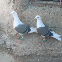 کفتر|پرنده|شیراز, شهرک مهدی‌آباد|دیوار