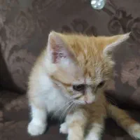 واگذاری بچه گربه رایگان