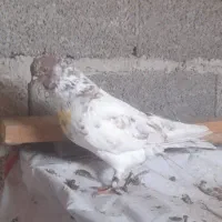 کبوتر ماده