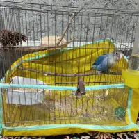 طوطی کوتوله نر سخنگوجهت معاوضه|پرنده|ایرانشهر, |دیوار