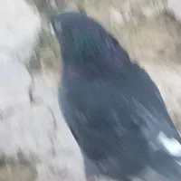 یک عدد کبوتر