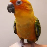 طوطی خورشیدی