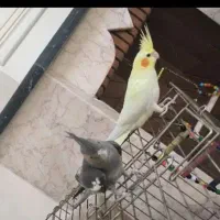 عروس هلندی