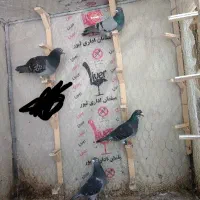 کفترفروشی