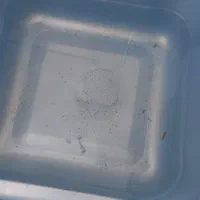 بچه(.لارو)فایتر(بتا