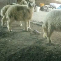 خرمشهر