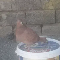 کبوتر زرد ماده