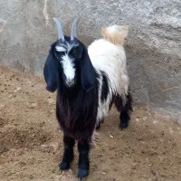 کهر،|حیوانات مزرعه|مرودشت, محمد آباد|دیوار