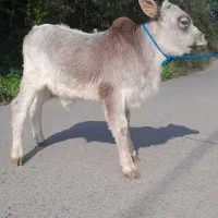 گوساله نر چالوسی گاو ورزا کوله|حیوانات مزرعه|فومن, |دیوار