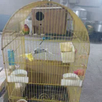 مرغ عشق و طوطی برزیلی