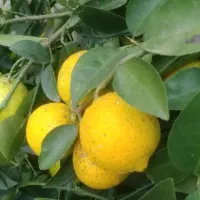 فروش لیمو شیرین  محلی ابدار