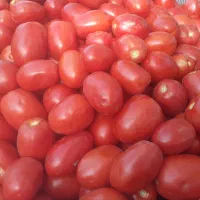 گوجه ربی درجه یک تحویل درب منزل
