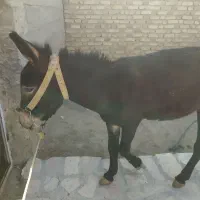 خر نر|حیوانات مزرعه|زنجانرود, |دیوار