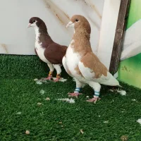 کفتر یا کبوتر