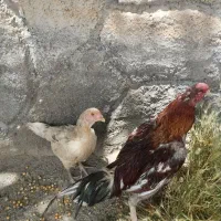 فروش تخم نطفه دار لاری