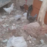 مرغ گلین وکاسرک به فروش میرسد