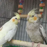 عروس هلندی ماده|پرنده|قرچک, شهرک الحدید|دیوار