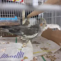 پرنده عروس|پرنده|سنگر, |دیوار