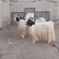 نیری سر رش کور|حیوانات مزرعه|پیرانشهر, |دیوار