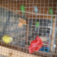 هفت عدد مرغ عشق ویک عدد فنج|پرنده|اصفهان, ناصرخسرو|دیوار