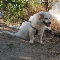 سگ گمشده