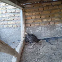 جوجه‌بوقلمون‌
