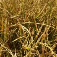 برنج عنبر بو خوزستان|عمده‌فروشی|کرخه, |دیوار