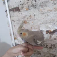 عروس هلندی|پرنده|شهریار, شهریار|دیوار