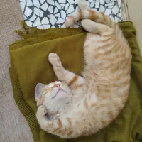 گربه گمشده|گربه|زابل, |دیوار