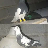 پلاکی و شهری