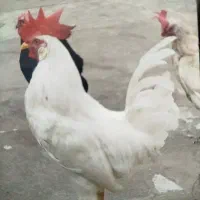 مرغ خانگی
