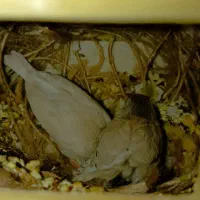 جوجه فنچ بدون قفس|پرنده|کرج, دهقان ویلا|دیوار