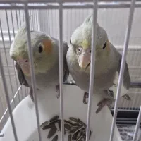 جوجه‌عروس دون‌خور