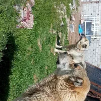 واگزاری سگ پژدر ماده 2ساله