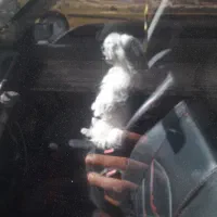 شیتزو خوشگل|سگ|اردبیل, |دیوار