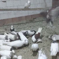 کبوتر گردیده