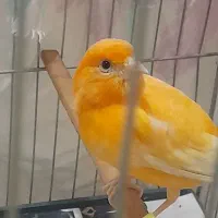 قناری ماده اماده پرتقالی جوان صاف و اتو کشیده|پرنده|گلستان (تهران), |دیوار
