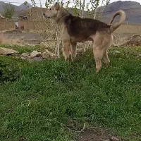 سگ گله