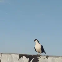 کبوتر ساده