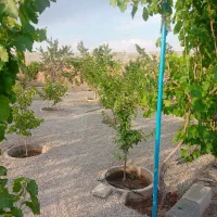 باغ ویلا در وایقان سوخلار|فروش خانه و ویلا|شبستر, |دیوار