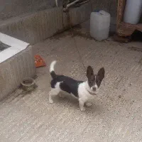 سگ پا کوتاه ماده ۶ ماهه|سگ|گرگان, |دیوار