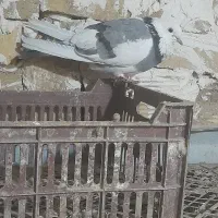 کفتر|پرنده|صائین قلعه, |دیوار