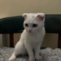 گربه اسکاتیش