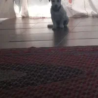 سگ گمشده|سگ|کرج, سیاه کلان|دیوار