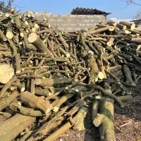 خریدار چوب قطع و اصلاح درخت