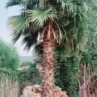 درخت پالم
